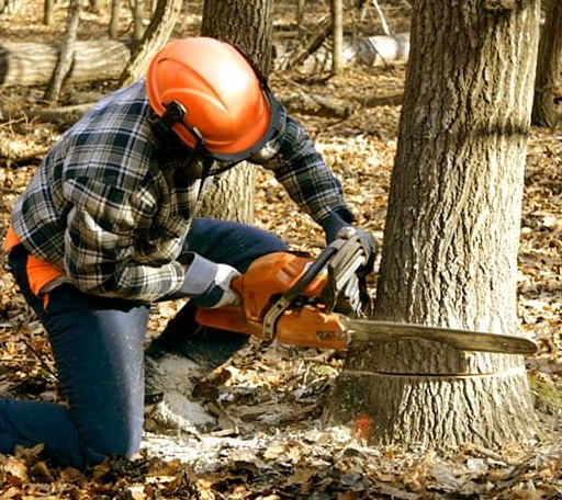 Tree Removal in Troy, TX